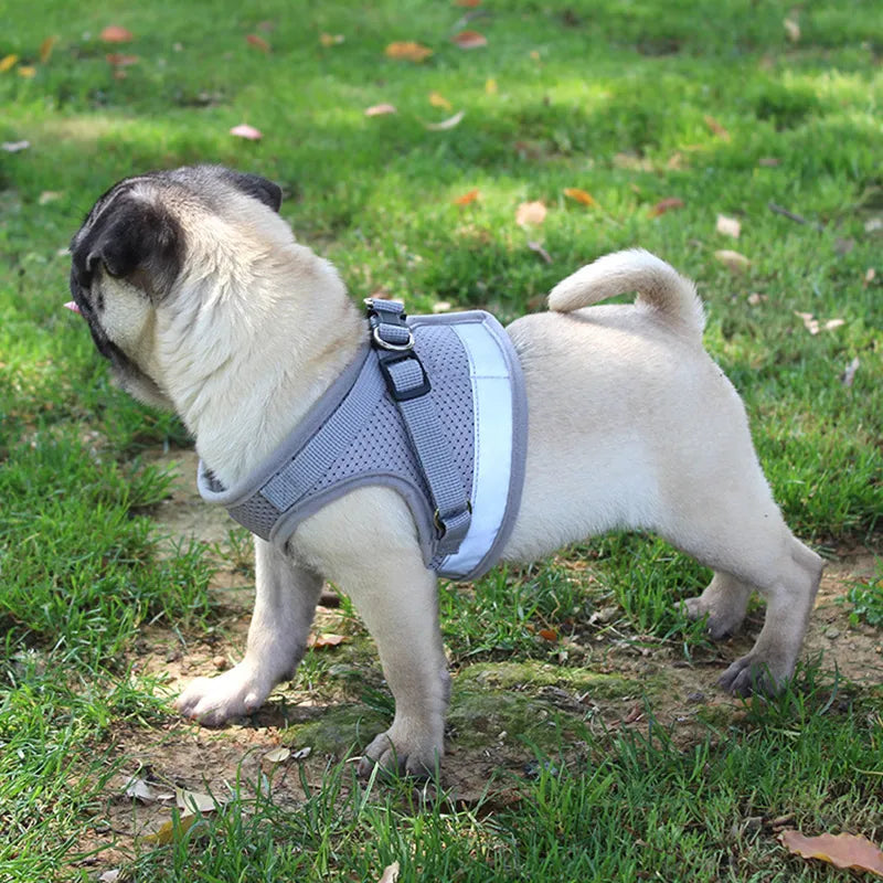 Peitoral Refletivo com Guia para Cães & Gatos - Peitoral Ajustável para Cães Pequenos e Médios, Respirável e Macio para Passeios ao Ar Livre.